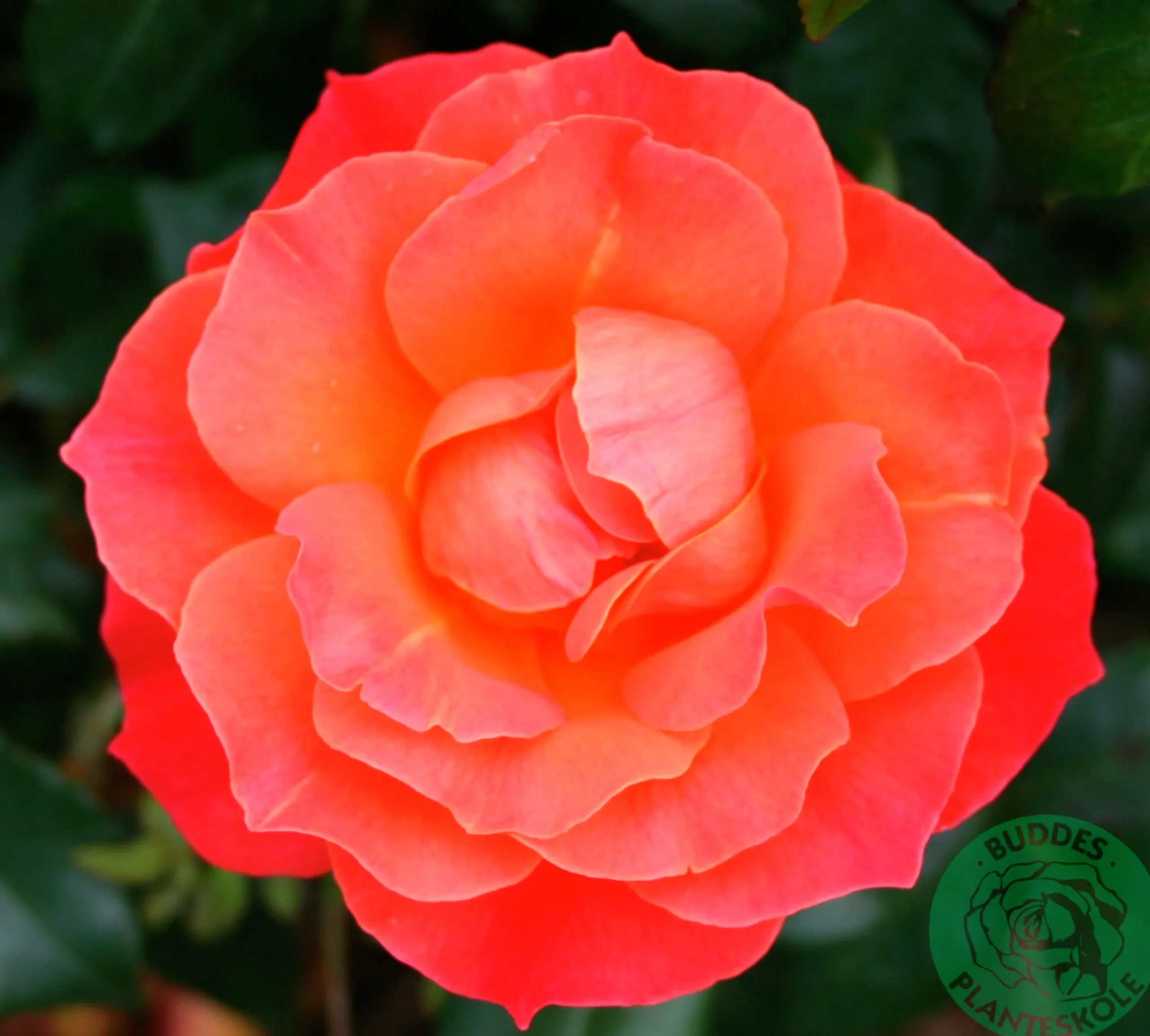 Flerblommig Buskros 'Fellowship' 'Harwelcome' Barrotad>Omnia garden Online