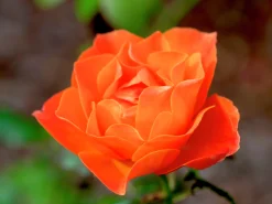 Flerblommig Buskros 'Fellowship' 'Harwelcome' Barrotad><noscript><img width=