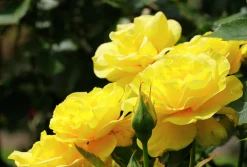 Flerblommig Buskros 'Friesia' 'Korresia' Barrotad>Omnia garden New