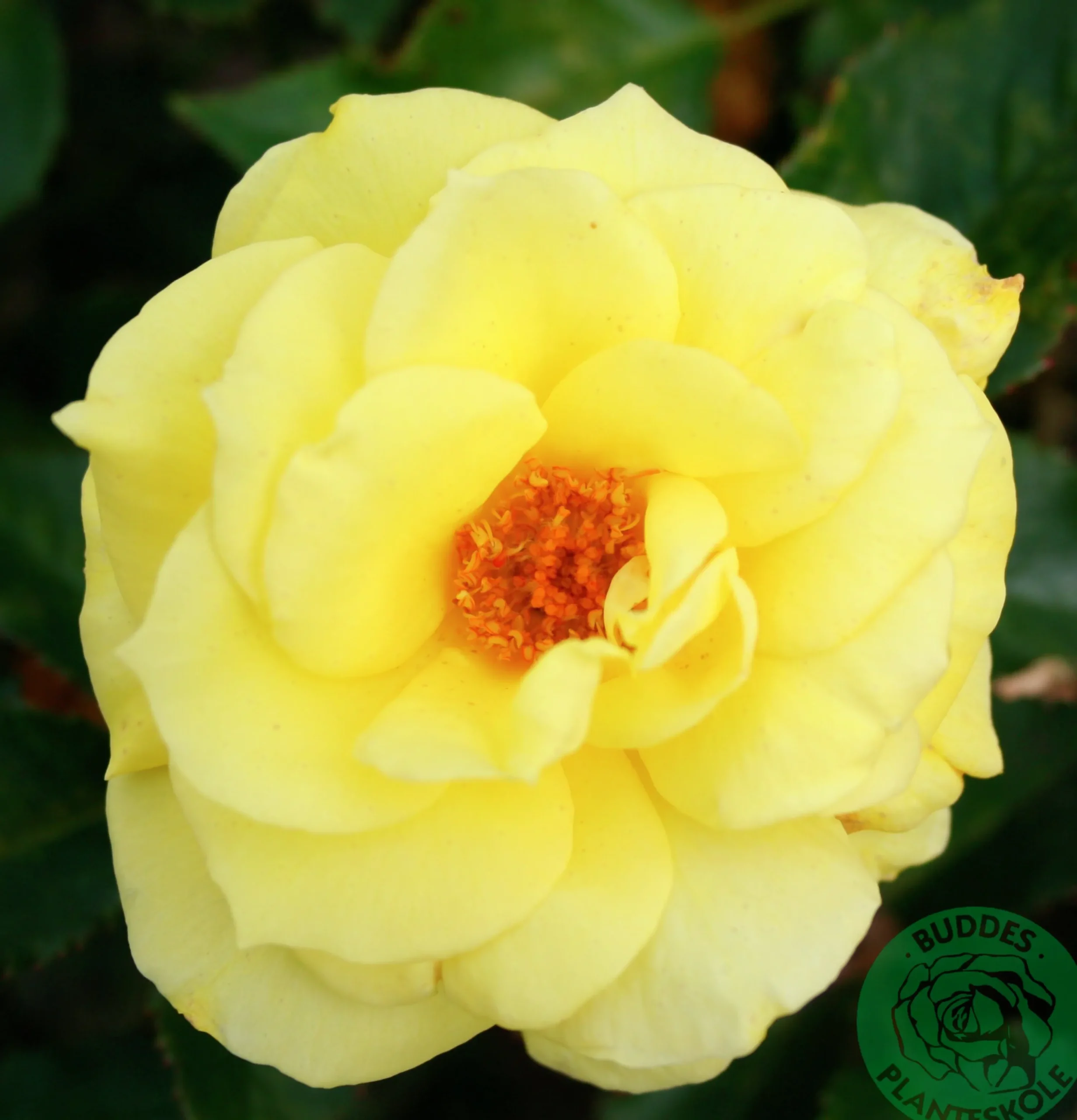 Flerblommig Buskros 'Friesia' 'Korresia' Barrotad>Omnia garden New
