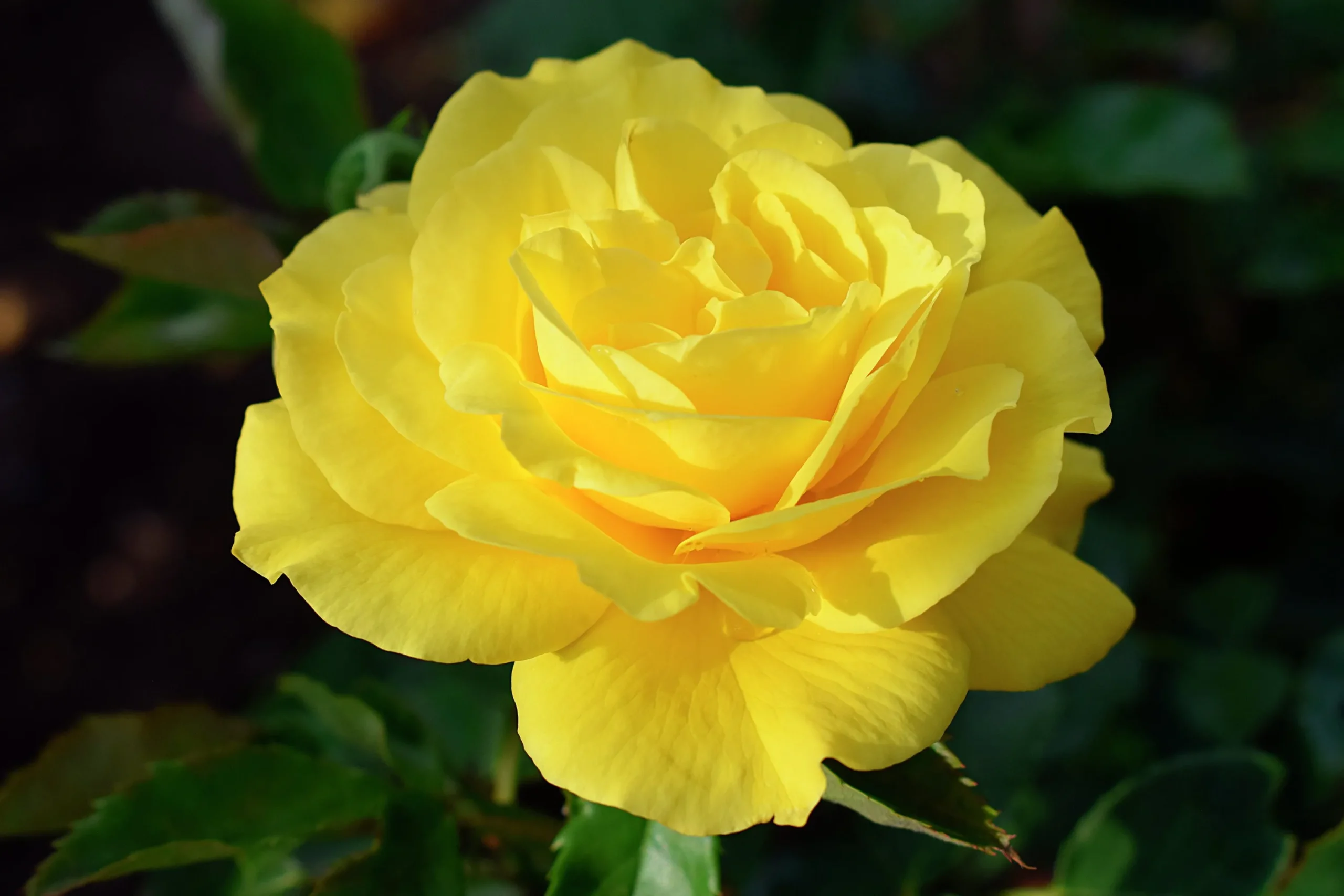 Flerblommig Buskros 'Friesia' 'Korresia' Barrotad>Omnia garden New