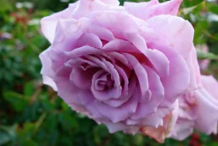 Flerblommig Buskros 'Gigi' 'Poulty019' Barrotad><noscript><img width=