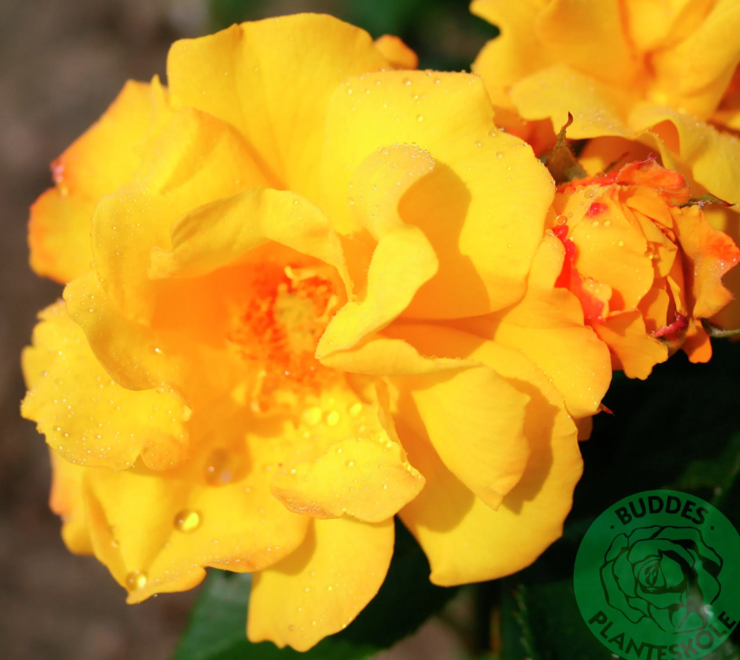 Flerblommig Buskros 'Goldmarie' 'Korfalt' Barrotad>Omnia garden Best