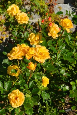 Flerblommig Buskros 'Goldmarie' 'Korfalt' Barrotad>Omnia garden Best