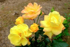 Flerblommig Buskros 'Goldmarie' 'Korfalt' Barrotad><noscript><img width=