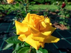 Flerblommig Buskros 'Goldmarie' 'Korfalt' Barrotad><noscript><img width=