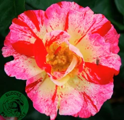 Flerblommig Buskros 'Hanky Panky' 'Wektorcent' Barrotad>Omnia garden Online
