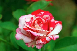Flerblommig Buskros 'Hanky Panky' 'Wektorcent' Barrotad><noscript><img width=