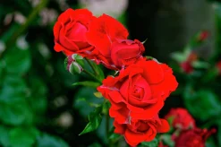 Flerblommig Buskros 'H.C. Andersen' 'Poulander' Barrotad>Omnia garden Sale