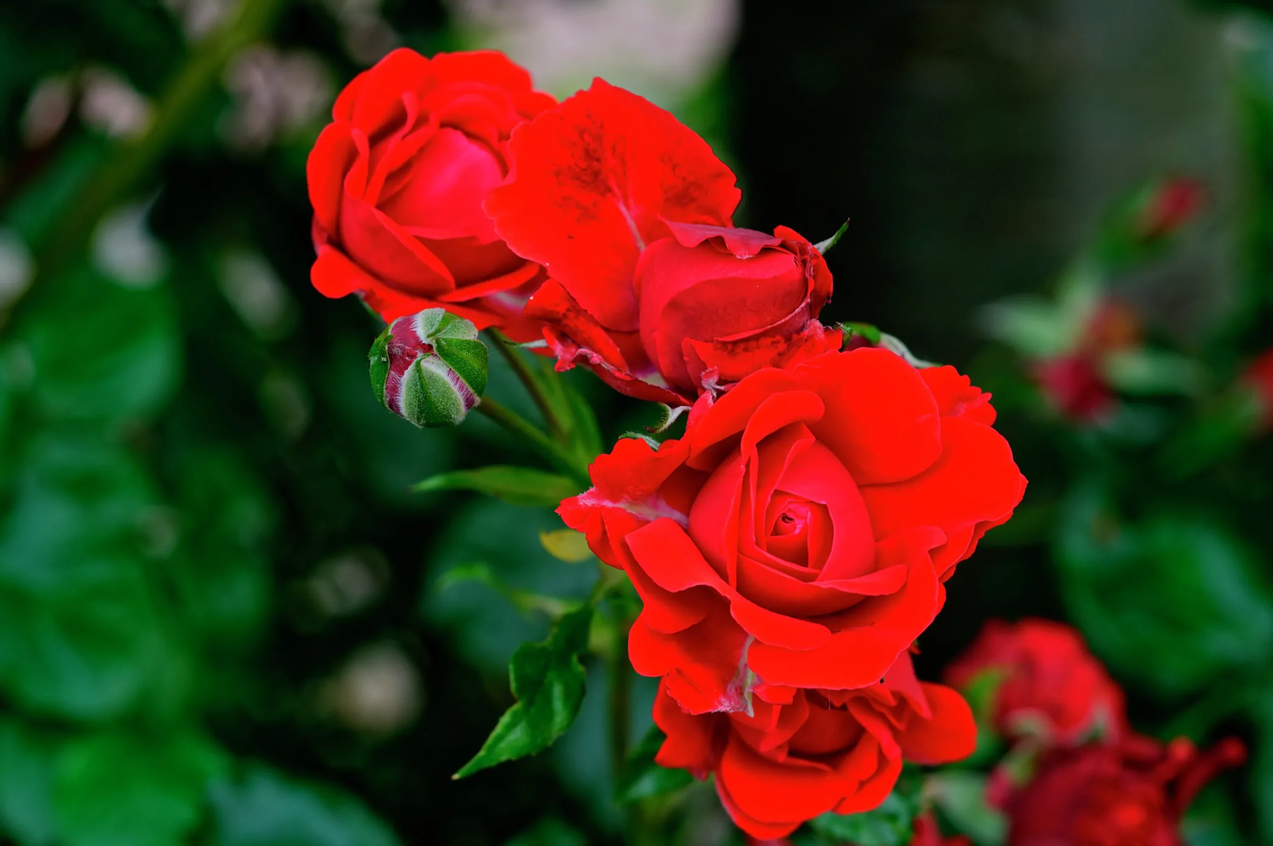 Flerblommig Buskros 'H.C. Andersen' 'Poulander' Barrotad>Omnia garden Sale