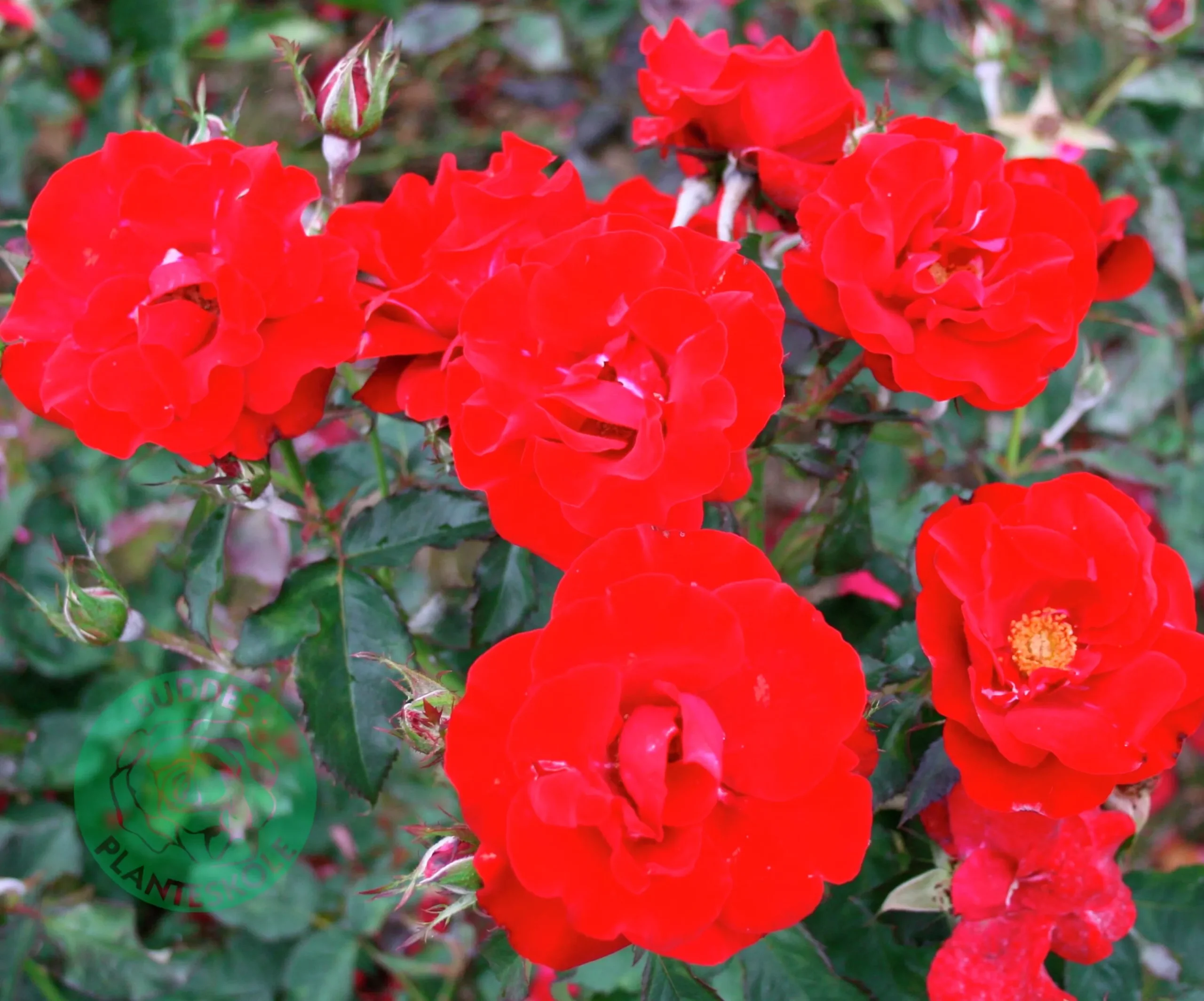 Flerblommig Buskros 'H.C. Andersen' 'Poulander' Barrotad>Omnia garden Sale