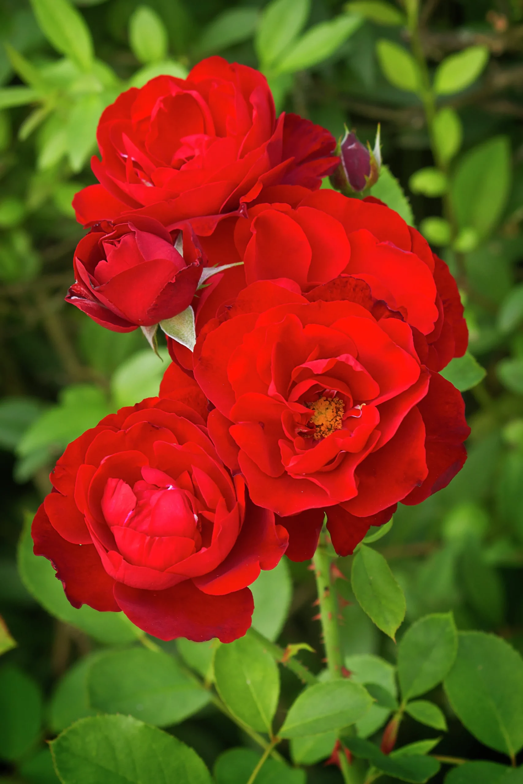 Flerblommig Buskros 'H.C. Andersen' 'Poulander' Barrotad>Omnia garden Sale