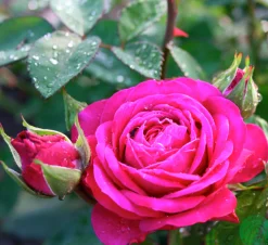 Flerblommig Buskros 'Heidi Klum' 'Tan00681' Barrotad>Omnia garden Hot