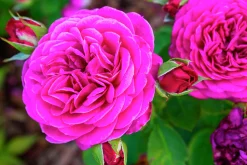 Flerblommig Buskros 'Heidi Klum' 'Tan00681' Barrotad>Omnia garden Hot