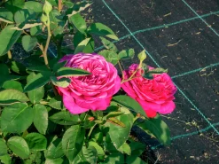 Flerblommig Buskros 'Heidi Klum' 'Tan00681' Barrotad><noscript><img width=