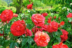 Flerblommig Buskros 'Hot Chocolate' 'Wekpaltlez' Barrotad><noscript><img width=