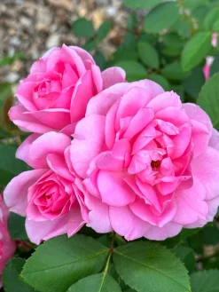 Flerblommig Buskros 'I Am Grateful' 'Relax0006' Barrotad>Omnia garden Outlet