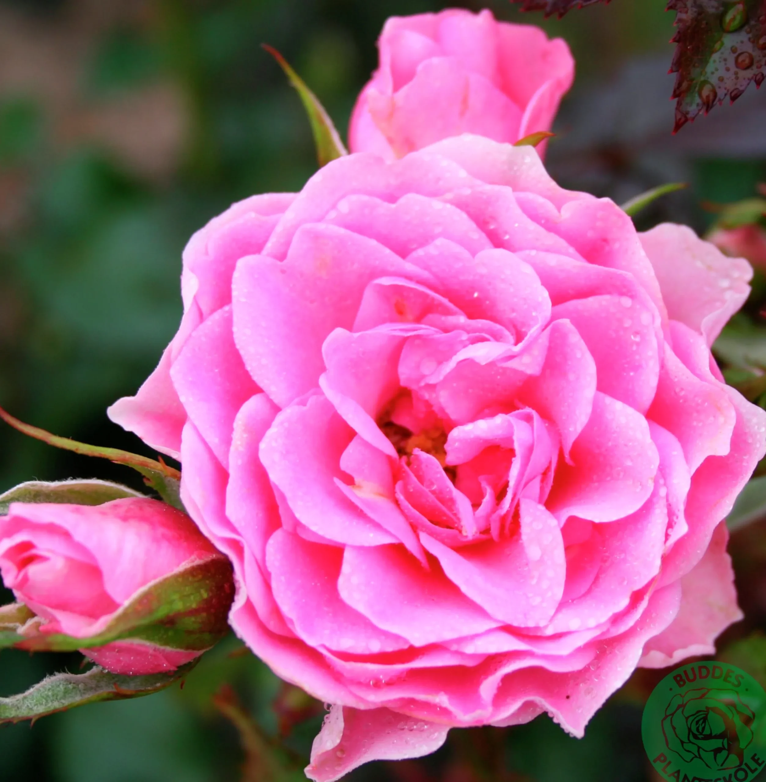 Flerblommig Buskros 'I Am Grateful' 'Relax0006' Barrotad>Omnia garden Outlet