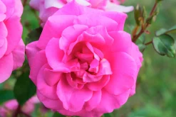Flerblommig Buskros 'I Am Grateful' 'Relax0006' Barrotad><noscript><img width=