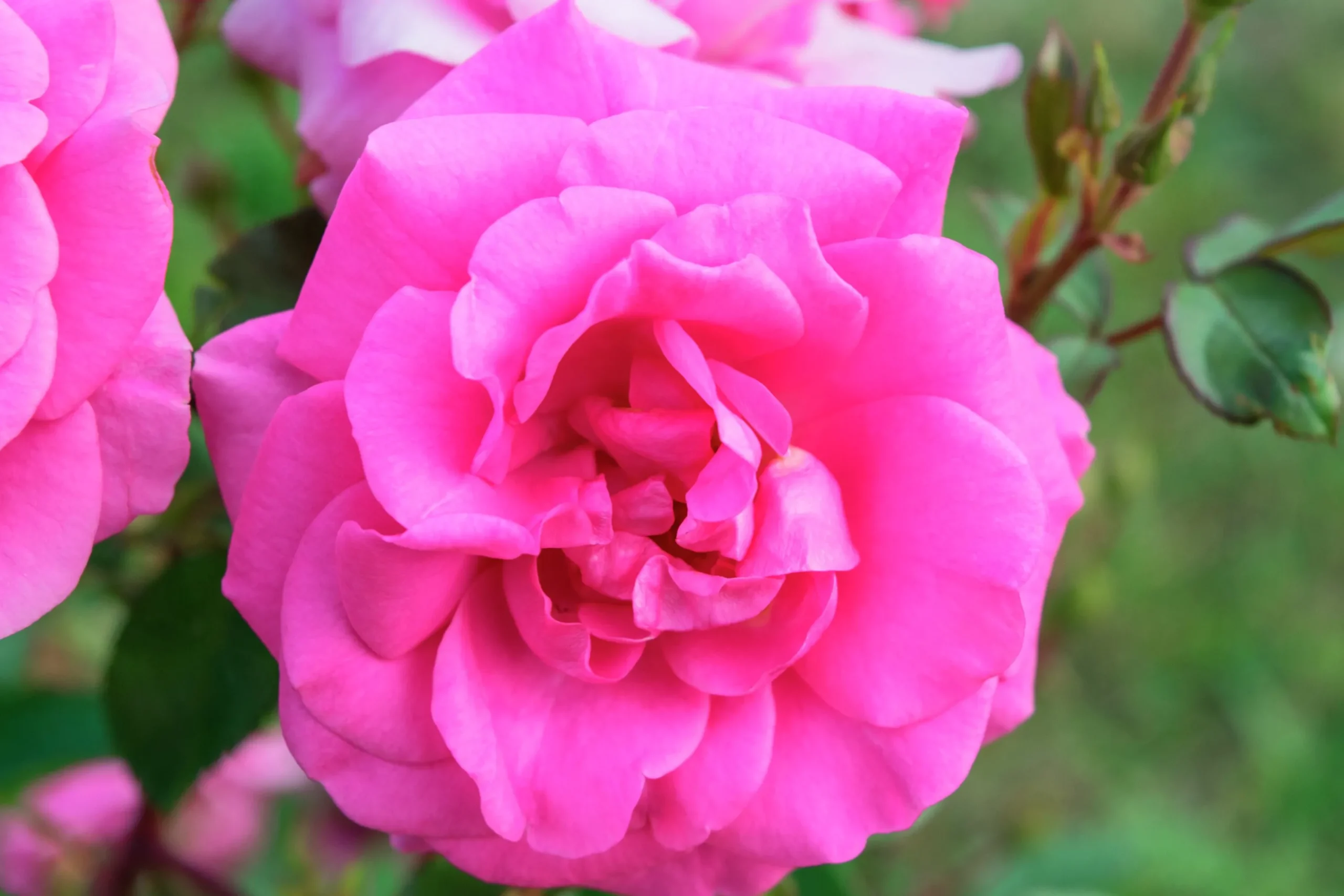 Flerblommig Buskros 'I Am Grateful' 'Relax0006' Barrotad>Omnia garden Outlet