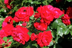 Flerblommig Buskros 'Kronborg' 'Poultry' Barrotad>Omnia garden Best