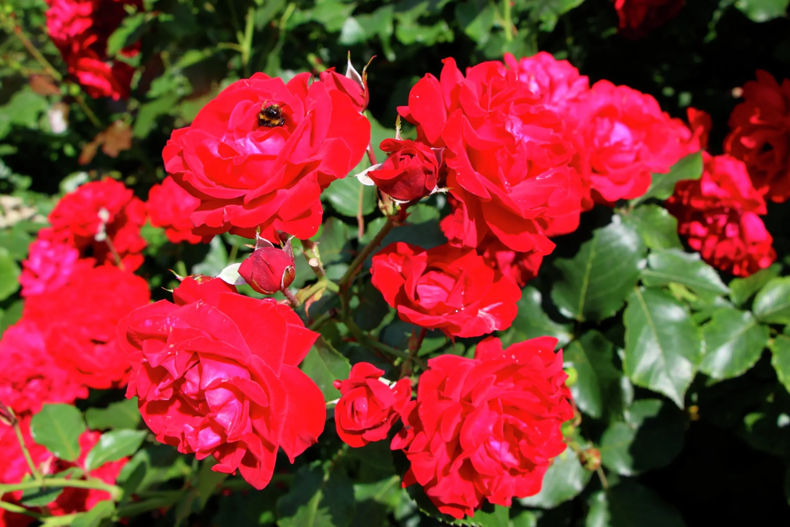 Flerblommig Buskros 'Kronborg' 'Poultry' Barrotad>Omnia garden Best
