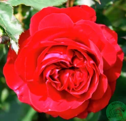 Flerblommig Buskros 'Kronborg' 'Poultry' Barrotad>Omnia garden Best