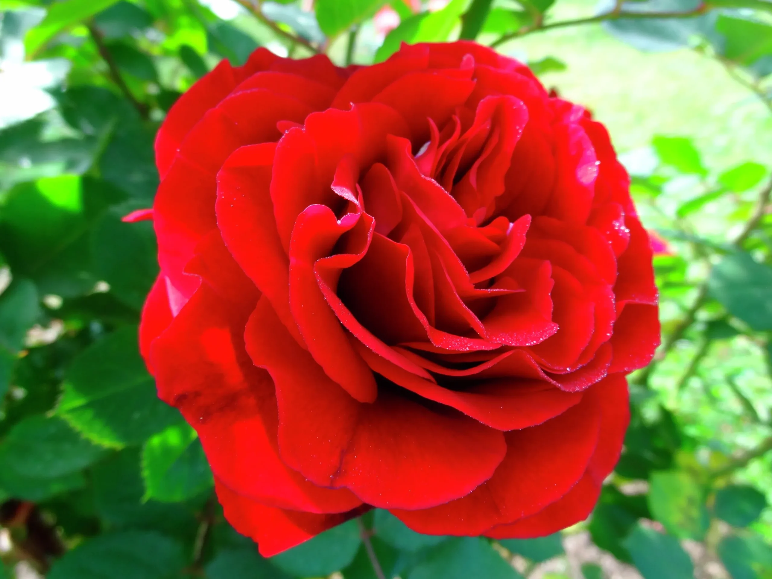 Flerblommig Buskros 'Kronborg' 'Poultry' Barrotad>Omnia garden Best