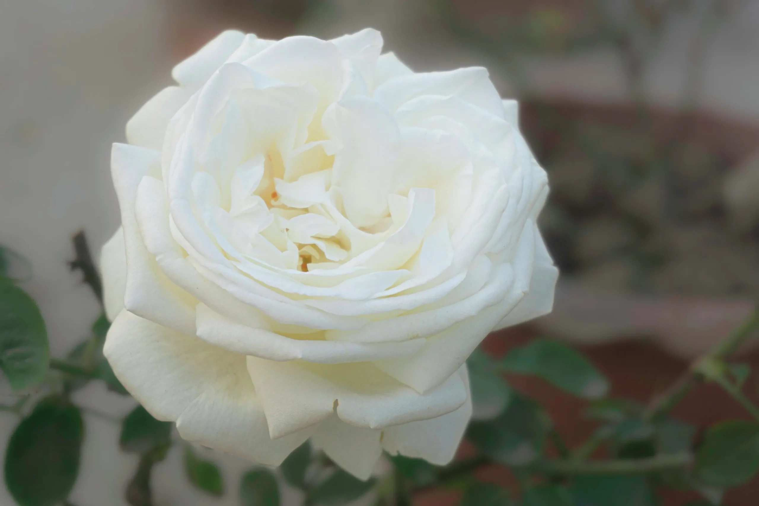 Flerblommig Buskros 'La Paloma 85' 'Tanamola' Barrotad>Omnia garden Clearance