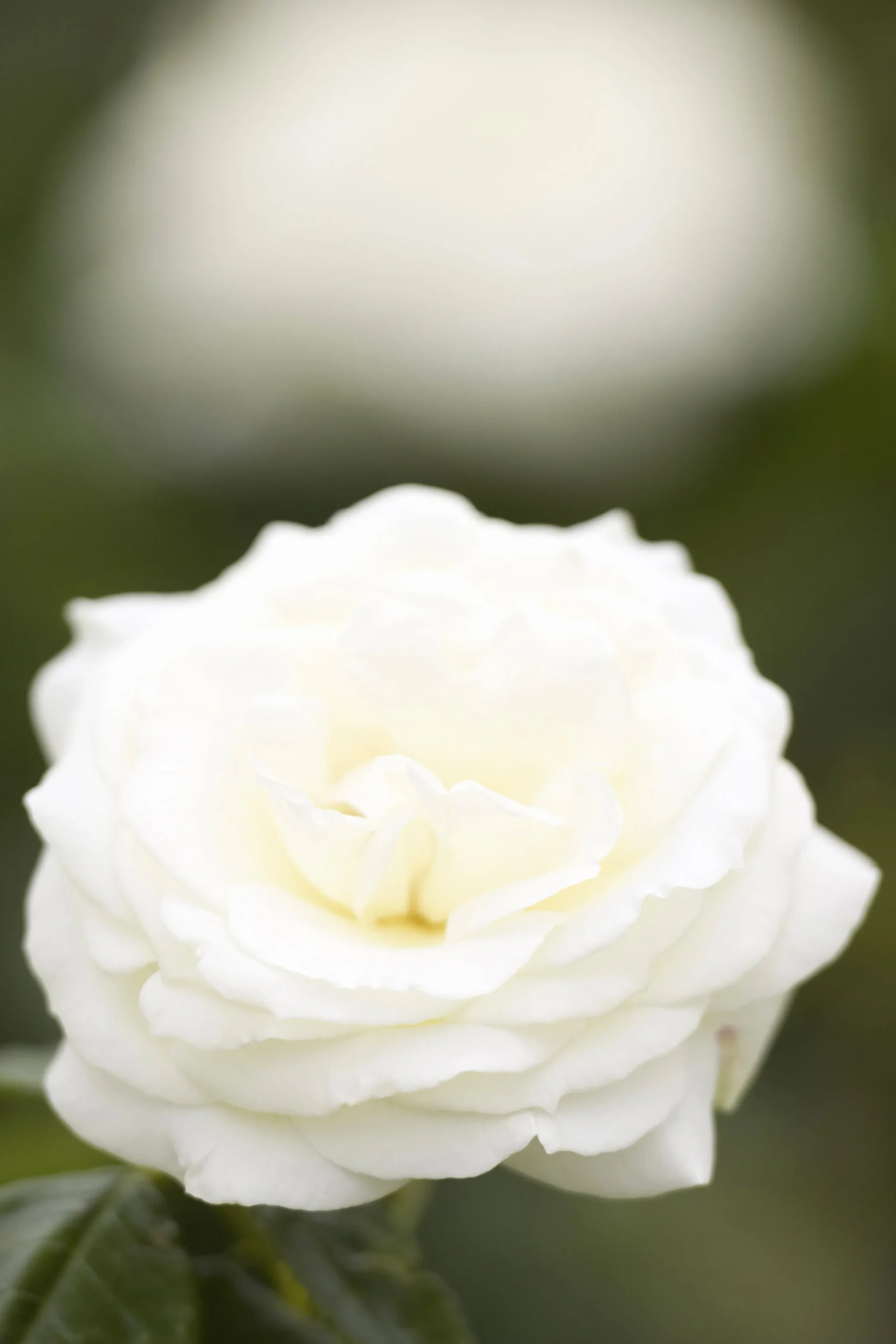Flerblommig Buskros 'La Paloma 85' 'Tanamola' Barrotad>Omnia garden Clearance
