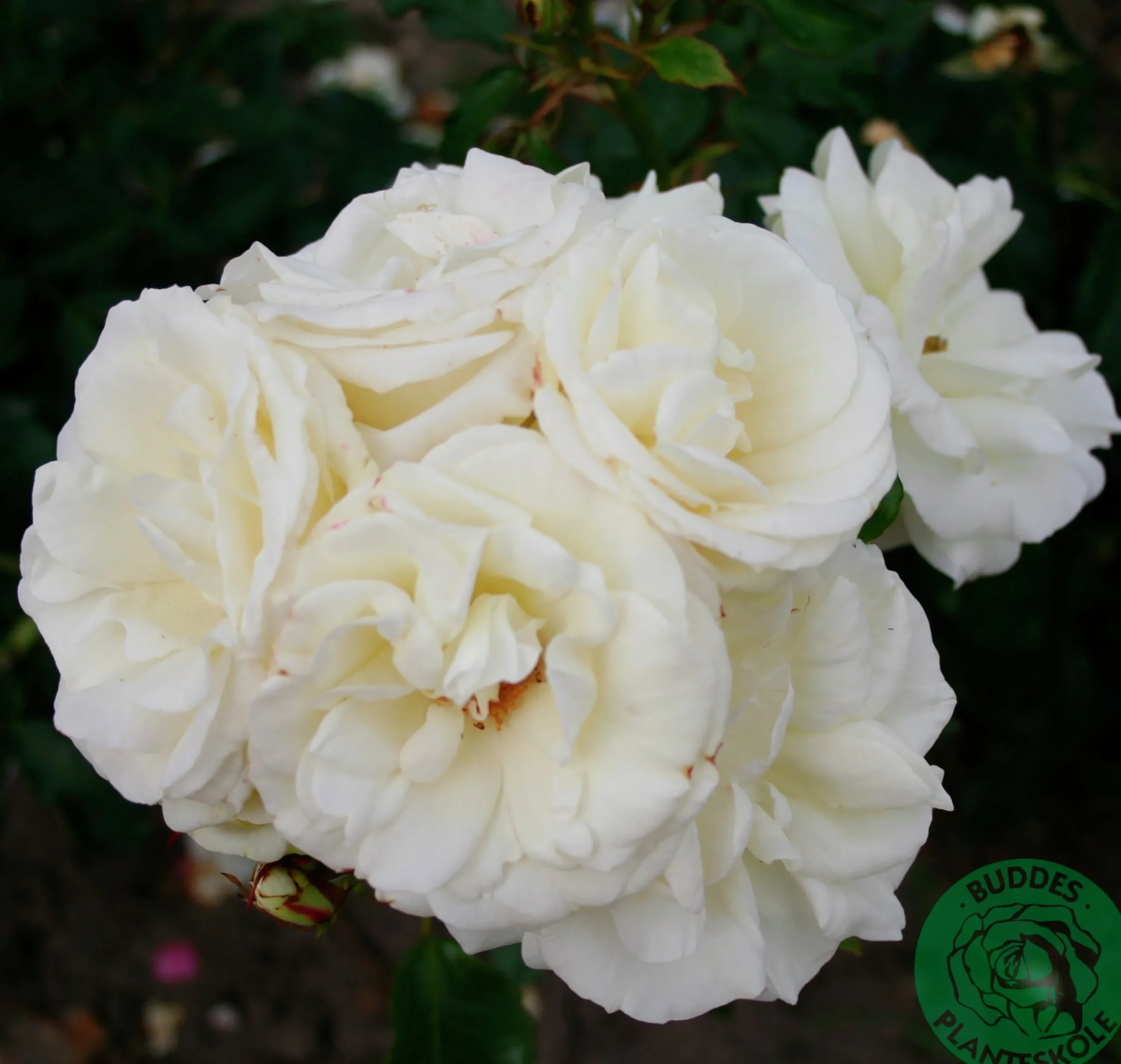Flerblommig Buskros 'La Paloma 85' 'Tanamola' Barrotad>Omnia garden Clearance