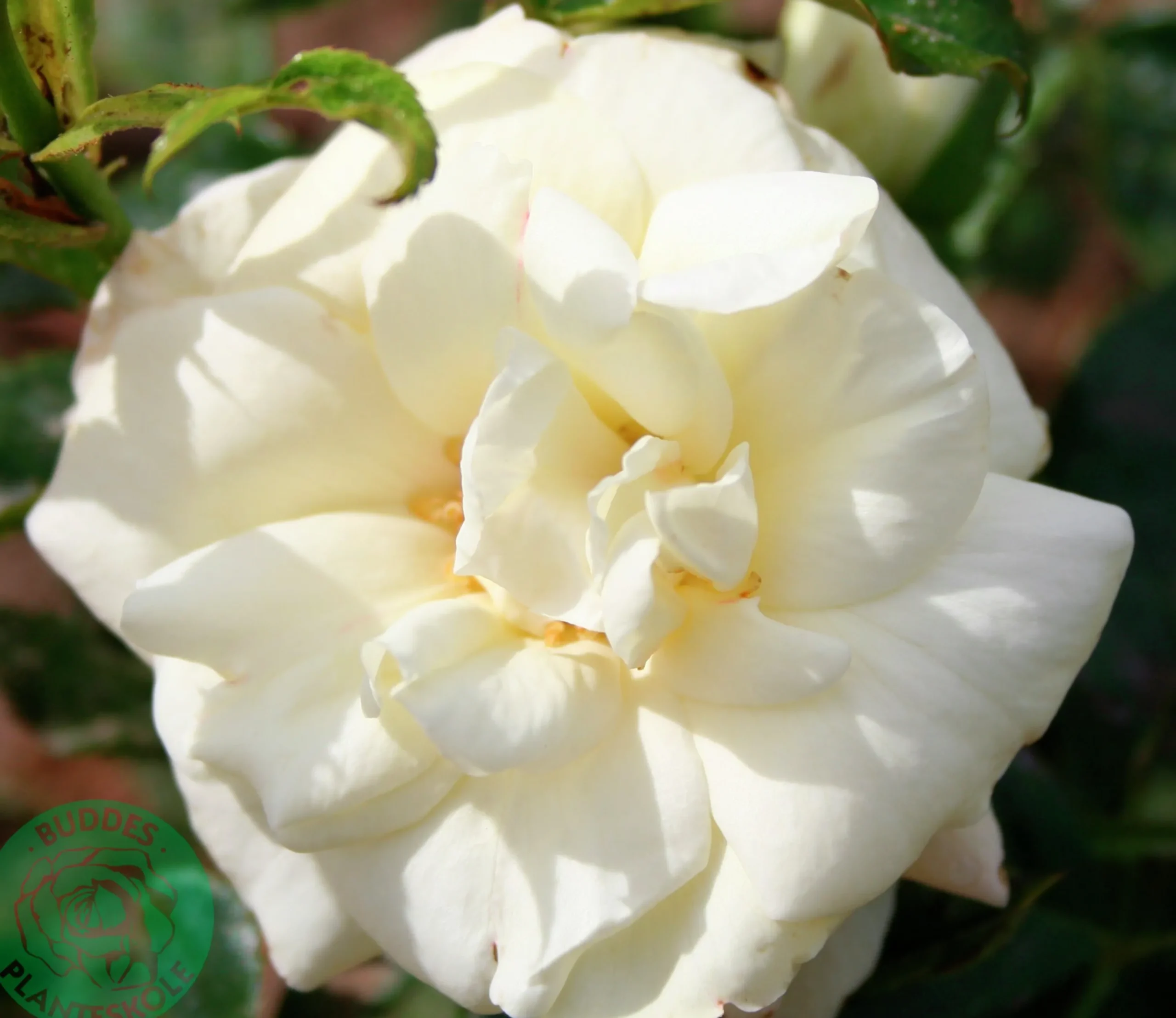Flerblommig Buskros 'La Paloma 85' 'Tanamola' Barrotad>Omnia garden Clearance