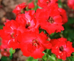 Flerblommig Buskros 'La Sevillana' 'Meigekanu' Barrotad>Omnia garden Hot