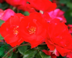 Flerblommig Buskros 'La Sevillana' 'Meigekanu' Barrotad><noscript><img width=