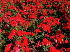 Flerblommig Buskros 'La Sevillana' 'Meigekanu' Barrotad><noscript><img width=