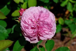 Flerblommig Buskros 'Lavender Ice' 'Tan04249' Barrotad>Omnia garden Discount