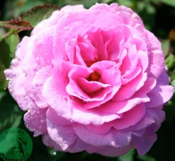 Flerblommig Buskros 'Lavender Ice' 'Tan04249' Barrotad><noscript><img width=