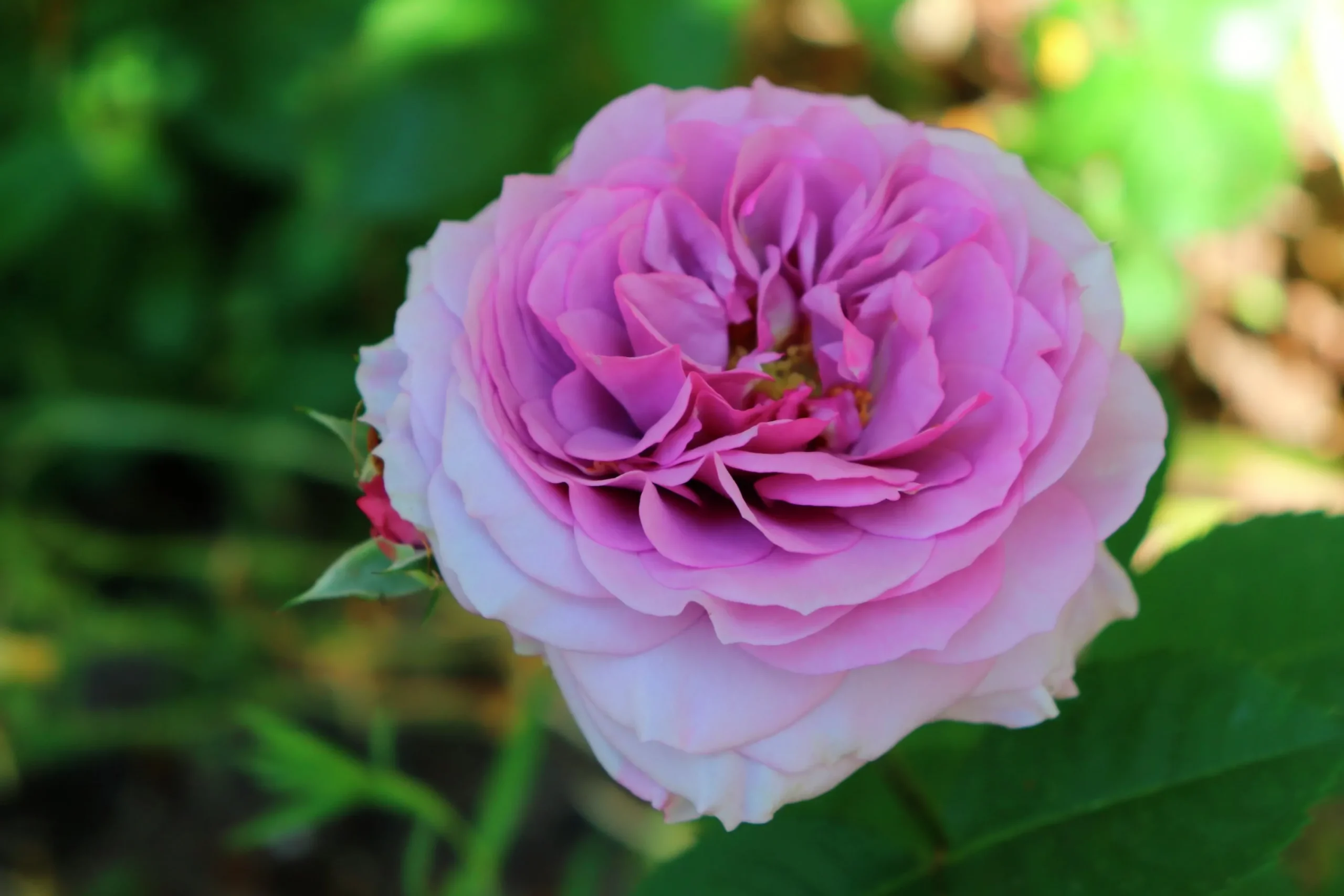 Flerblommig Buskros 'Lavender Ice' 'Tan04249' Barrotad>Omnia garden Discount