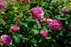 Flerblommig Buskros 'Lavender Ice' 'Tan04249' Barrotad><noscript><img width=