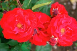Flerblommig Buskros 'Lilli Marleen' 'Korlima' Barrotad>Omnia garden New
