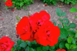 Flerblommig Buskros 'Lilli Marleen' 'Korlima' Barrotad>Omnia garden New