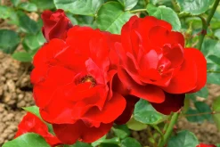 Flerblommig Buskros 'Lilli Marleen' 'Korlima' Barrotad><noscript><img width=