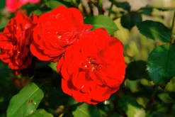 Flerblommig Buskros 'Lilli Marleen' 'Korlima' Barrotad><noscript><img width=