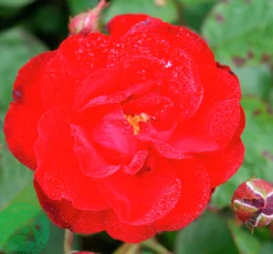 Flerblommig Buskros 'Lilli Marleen' 'Korlima' Barrotad><noscript><img width=