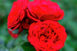 Flerblommig Buskros 'Look Good Feel Better' 'Poulcas034' Barrotad>Omnia garden