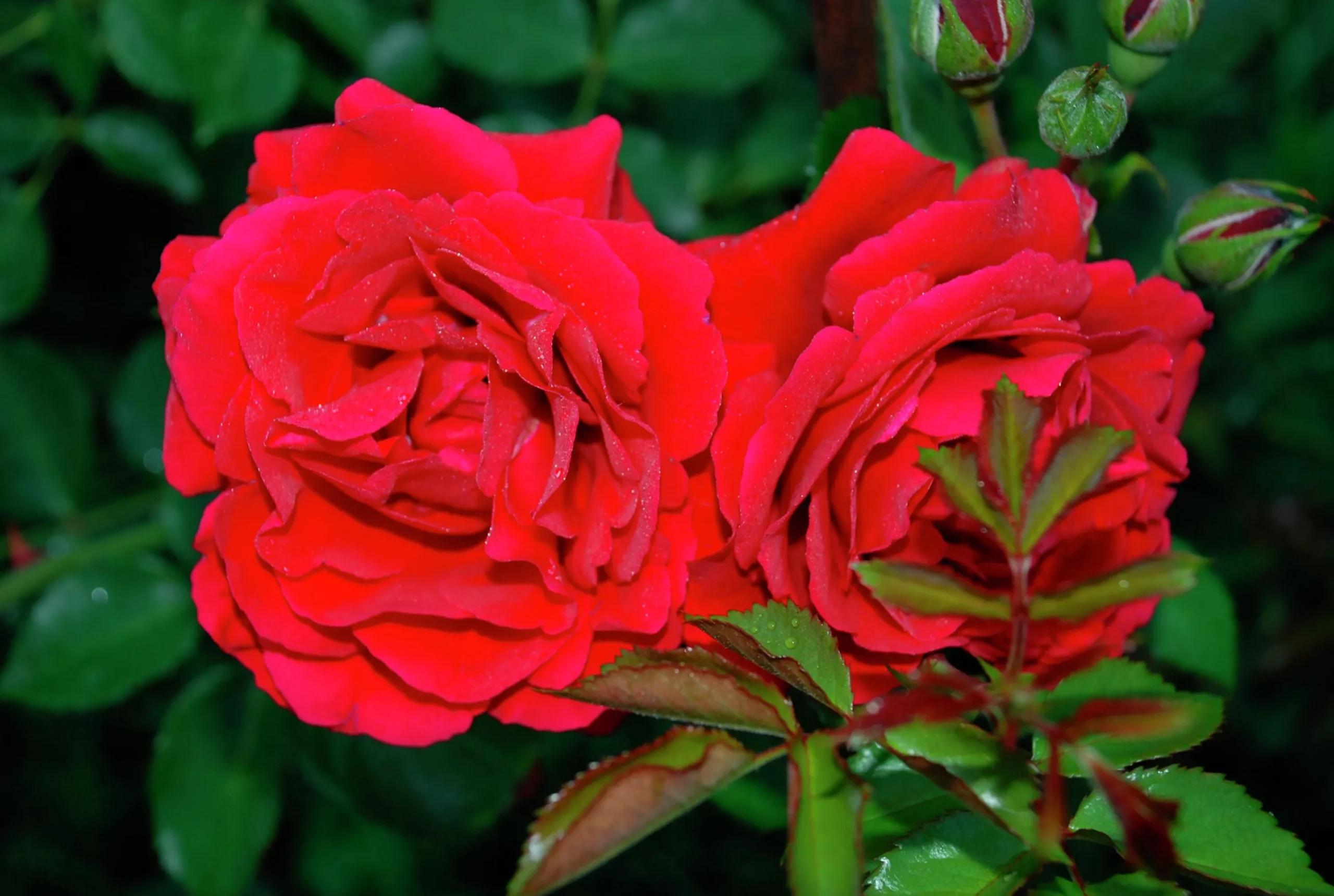Flerblommig Buskros 'Look Good Feel Better' 'Poulcas034' Barrotad>Omnia garden