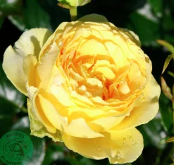 Flerblommig Buskros 'Marselisborg' 'Poulreb' Barrotad><noscript><img width=