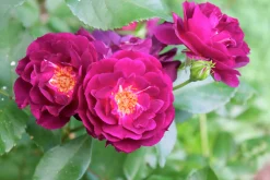 Flerblommig Buskros 'Midnight Blue' 'Wekfabpur' Barrotad>Omnia garden Sale