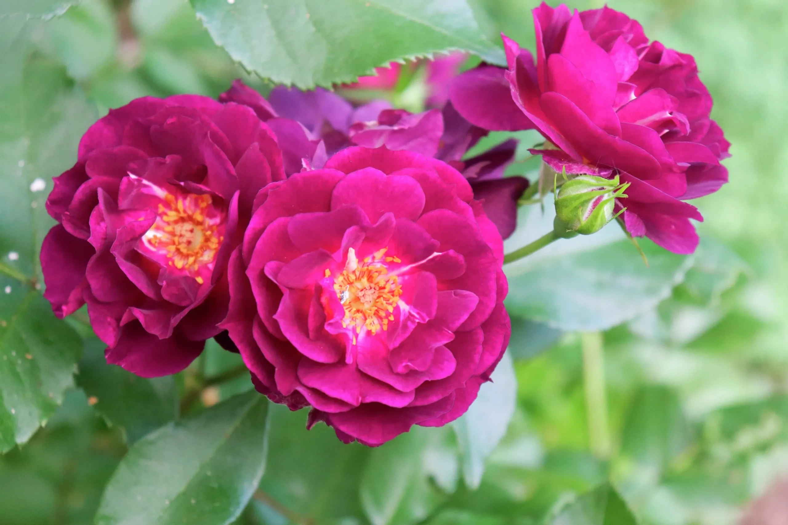 Flerblommig Buskros 'Midnight Blue' 'Wekfabpur' Barrotad>Omnia garden Sale