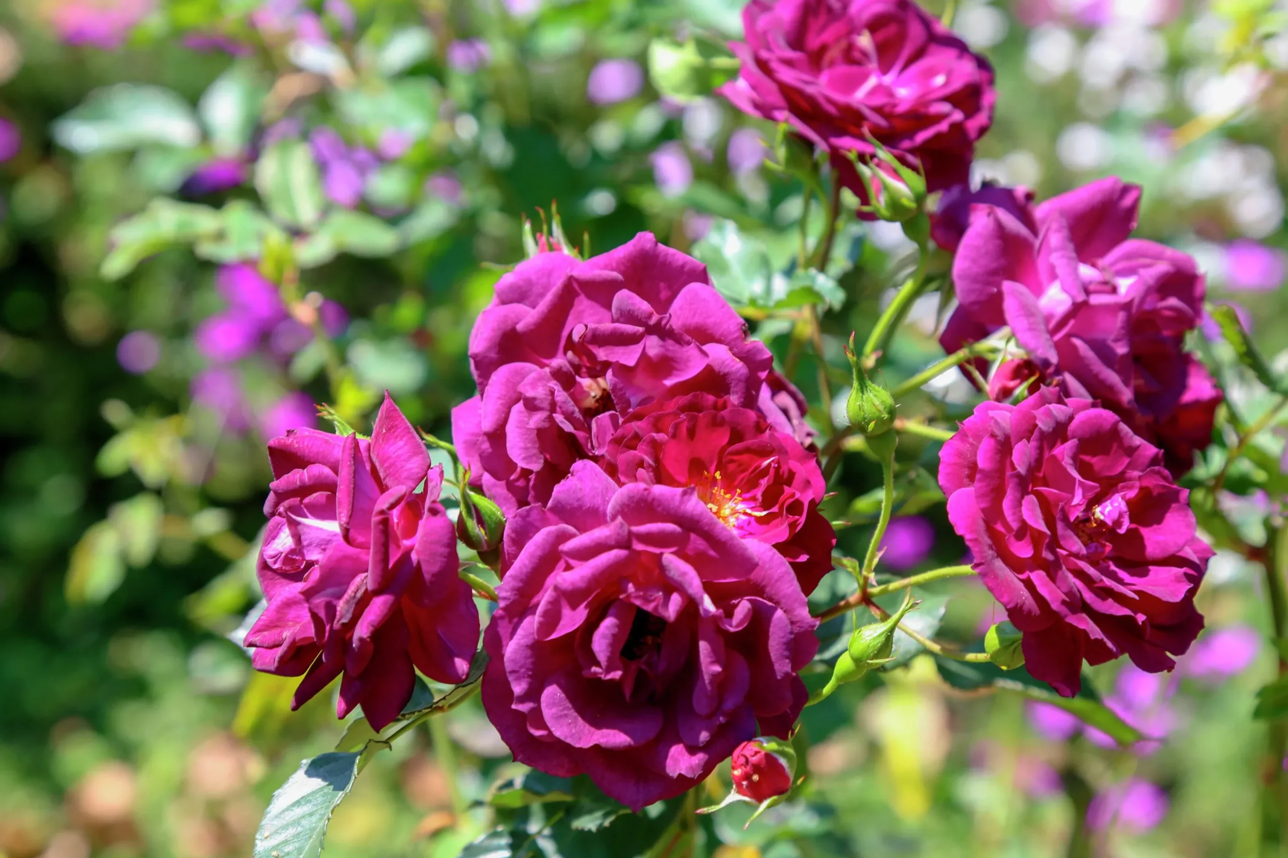 Flerblommig Buskros 'Midnight Blue' 'Wekfabpur' Barrotad>Omnia garden Sale